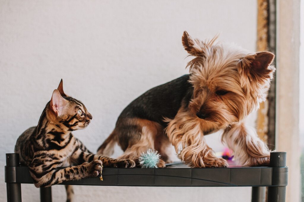 Do-it-yourself (DIY) pet grooming allows you to save money. 