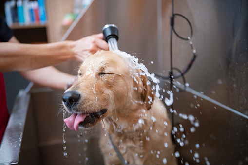 bath your dog
