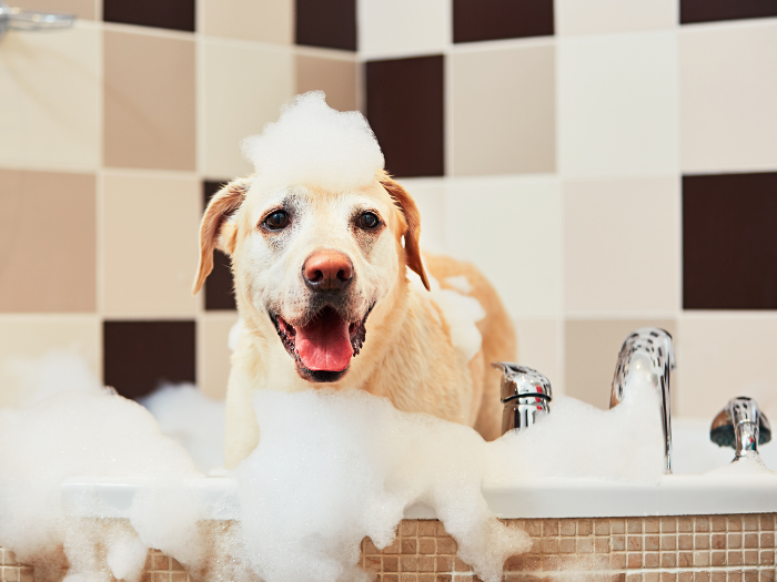 Bath your dog
