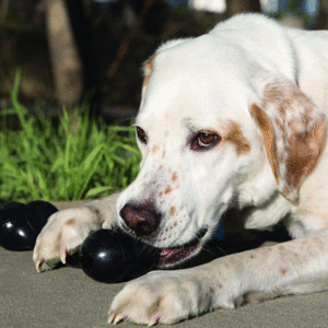 KONG Extreme Goodie Bone