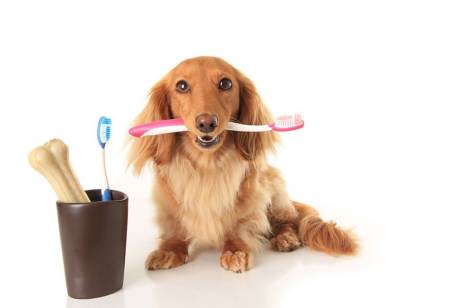 dog teeth cleaning