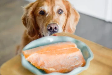 Can dogs eat salmon