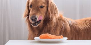 Can dogs eat Salmon
