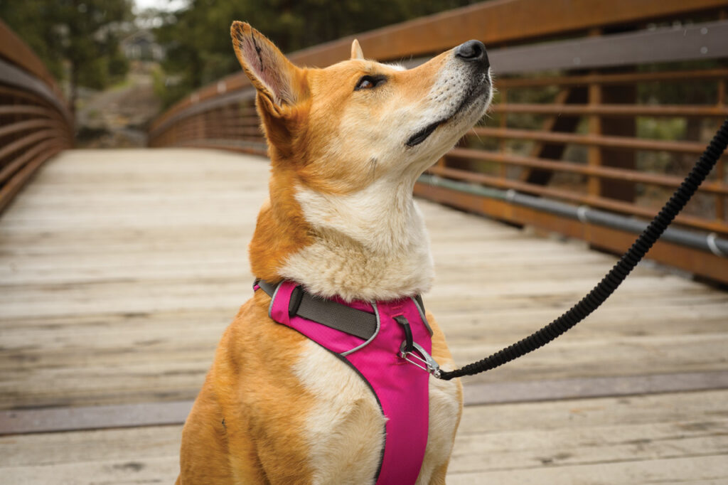 Ruffwear Dog harness