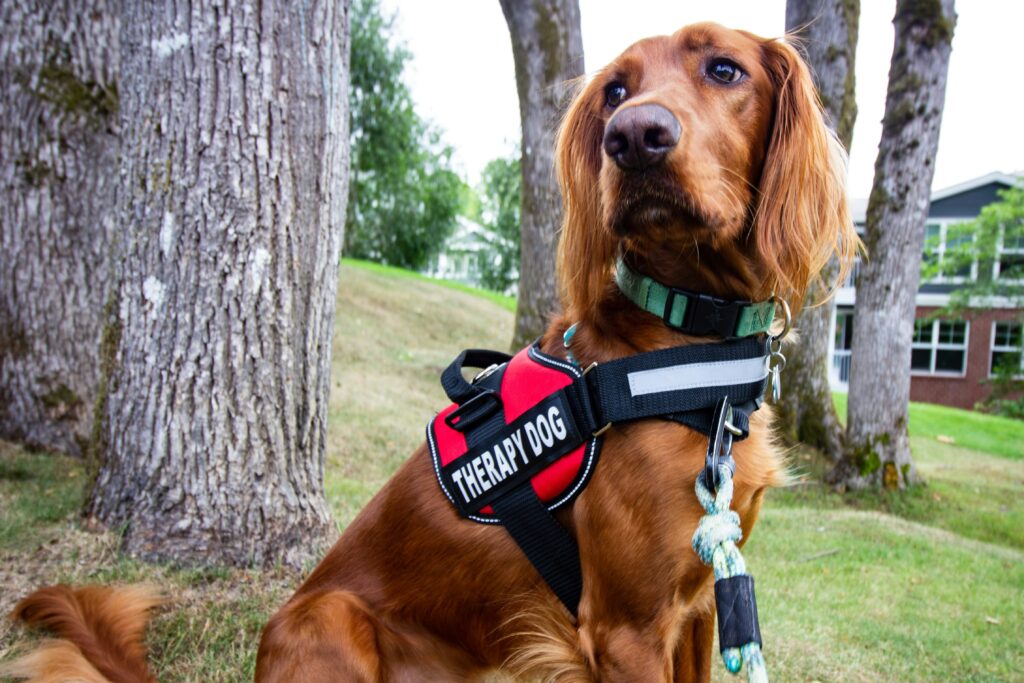 Ruffwear Dog Harness