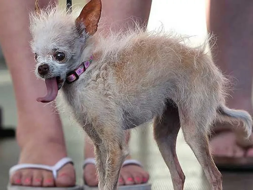 world's ugliest dog
