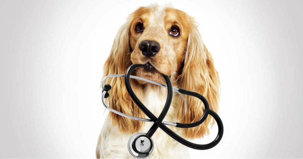 Benefits of Pet Insurance