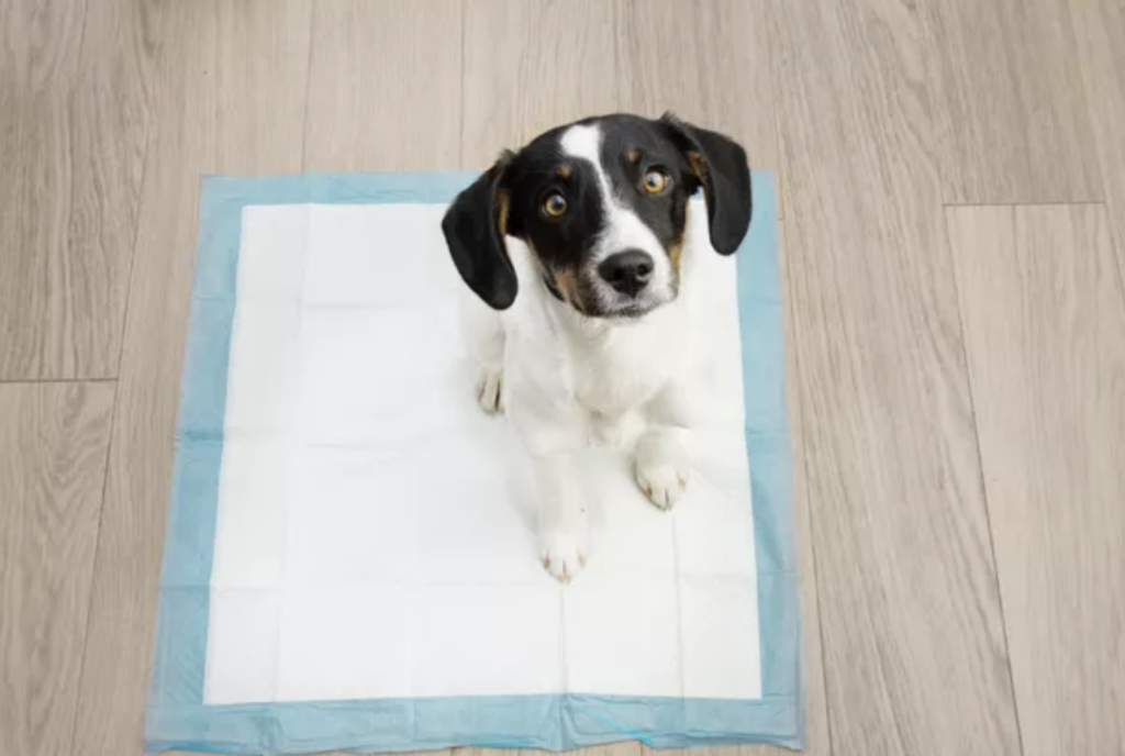 Puppy Training Pads