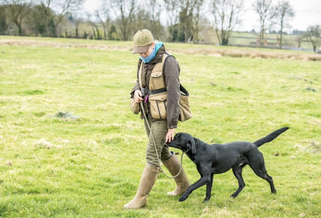 Gun Dog Training