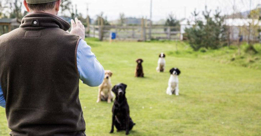 Gun Dog Training