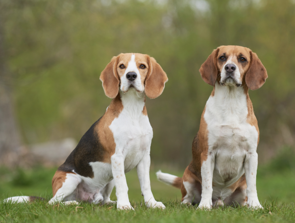 Gun Dog Training