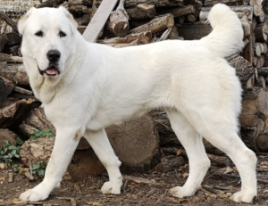 How to Choose the Right Dog Leash for Every Adventure