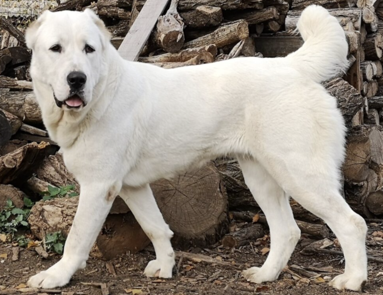 How to Choose the Right Dog Leash for Every Adventure