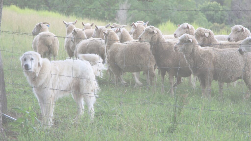 alabai dog protecting lifestock