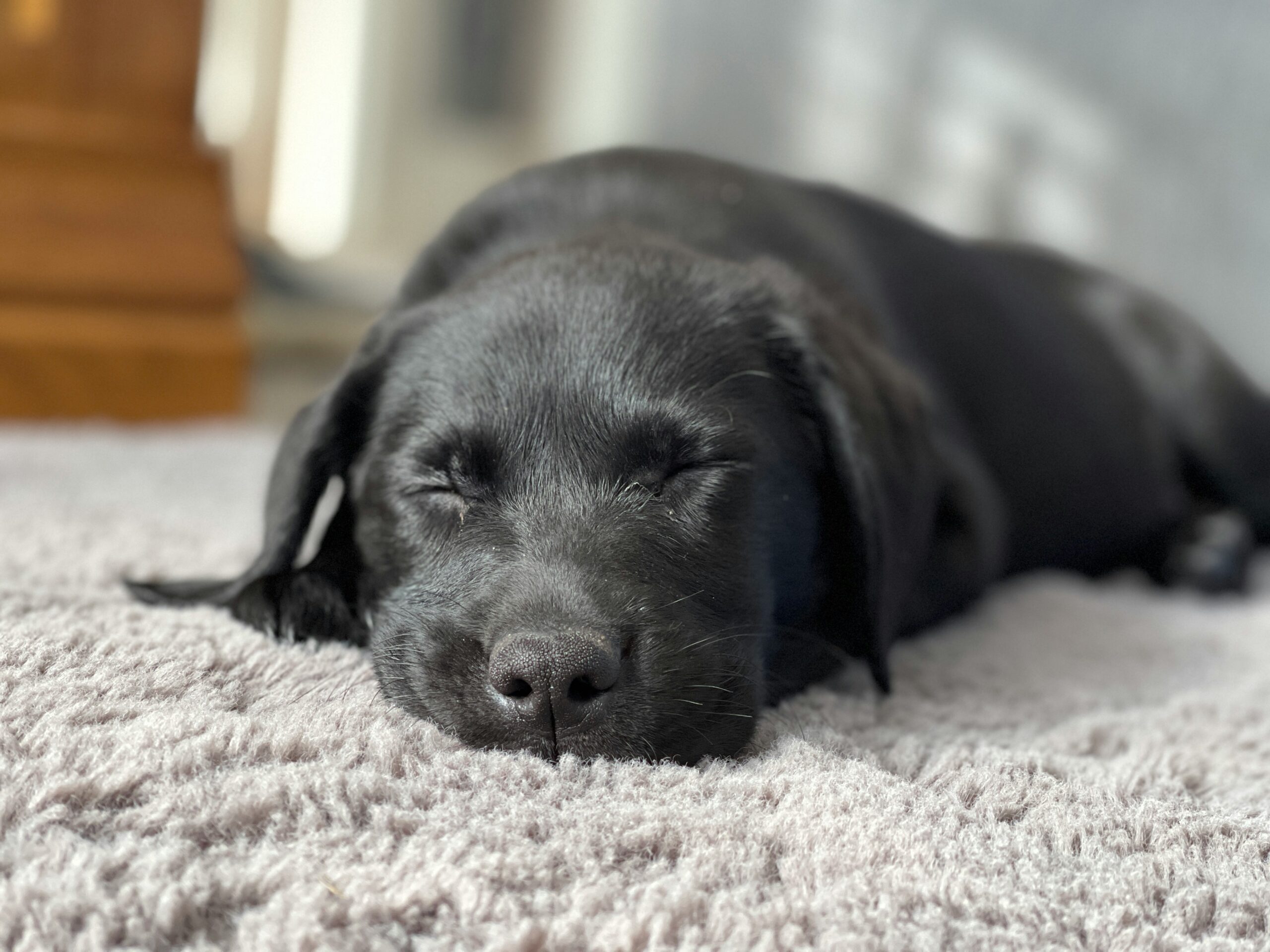low energy dog breeds