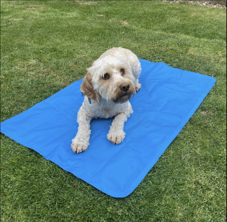 Best Dog Cooling Products for Hot Weather Relief