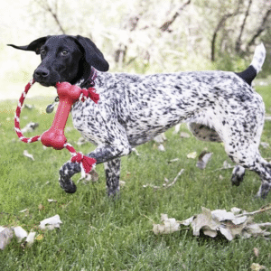 KONG Goodie Bone with Rope - Classic Durable Natural Rubber Dog Bone - Treat Dispensing - For XS Dogs, Red