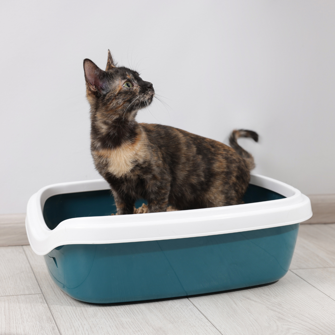 Litter Sand for Cat in UK