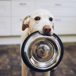 Pet Treats