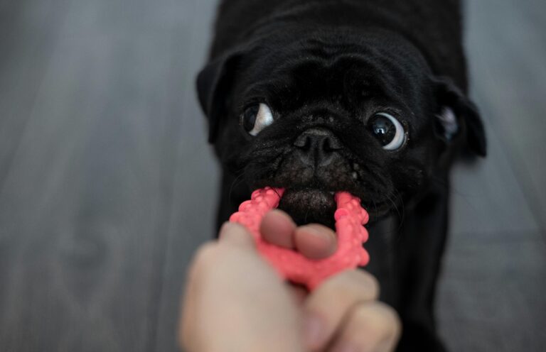 Top 5 Must-Have Dog Toys for Fun and Engaging Playtime