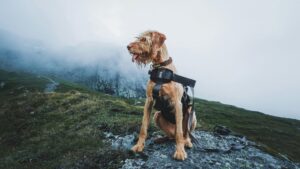 Top 10 Dog Harnesses for Comfort and Control on Walks