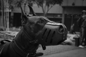How to Choose the Right Dog Muzzle for Safety and Comfort