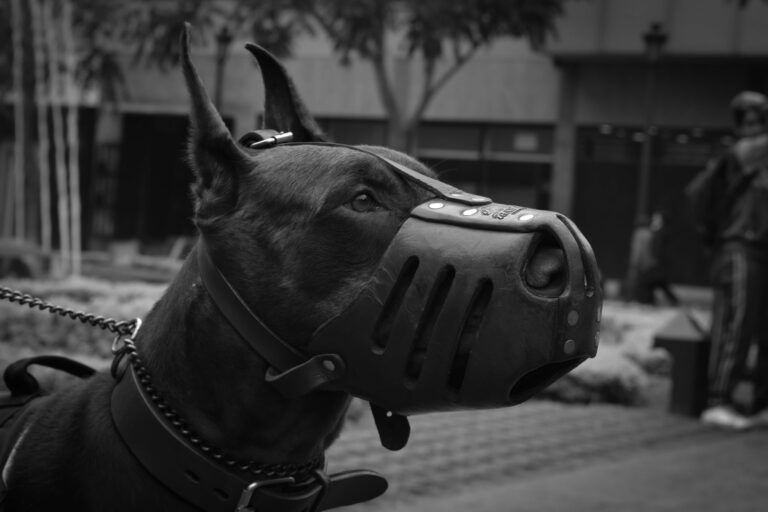 How to Choose the Right Dog Muzzle for Safety and Comfort