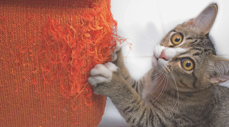 How to Get Cats to Use a Scratching Post | Stop Cats Scratching Furniture
