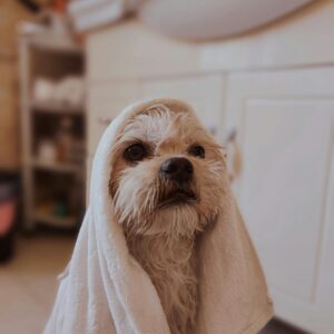 Pet Cleaning