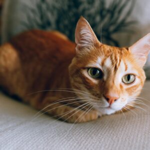 Cat Health