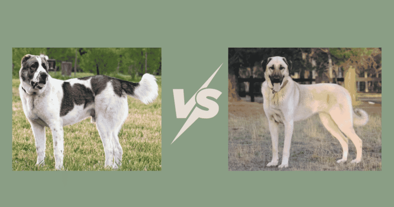 Alabai vs Kangal UK: Which Guardian Dog Is Better?