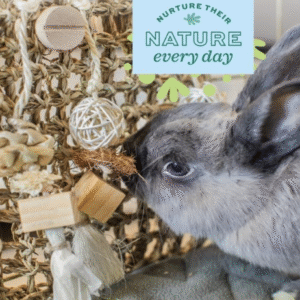Rabbit fun wall toy