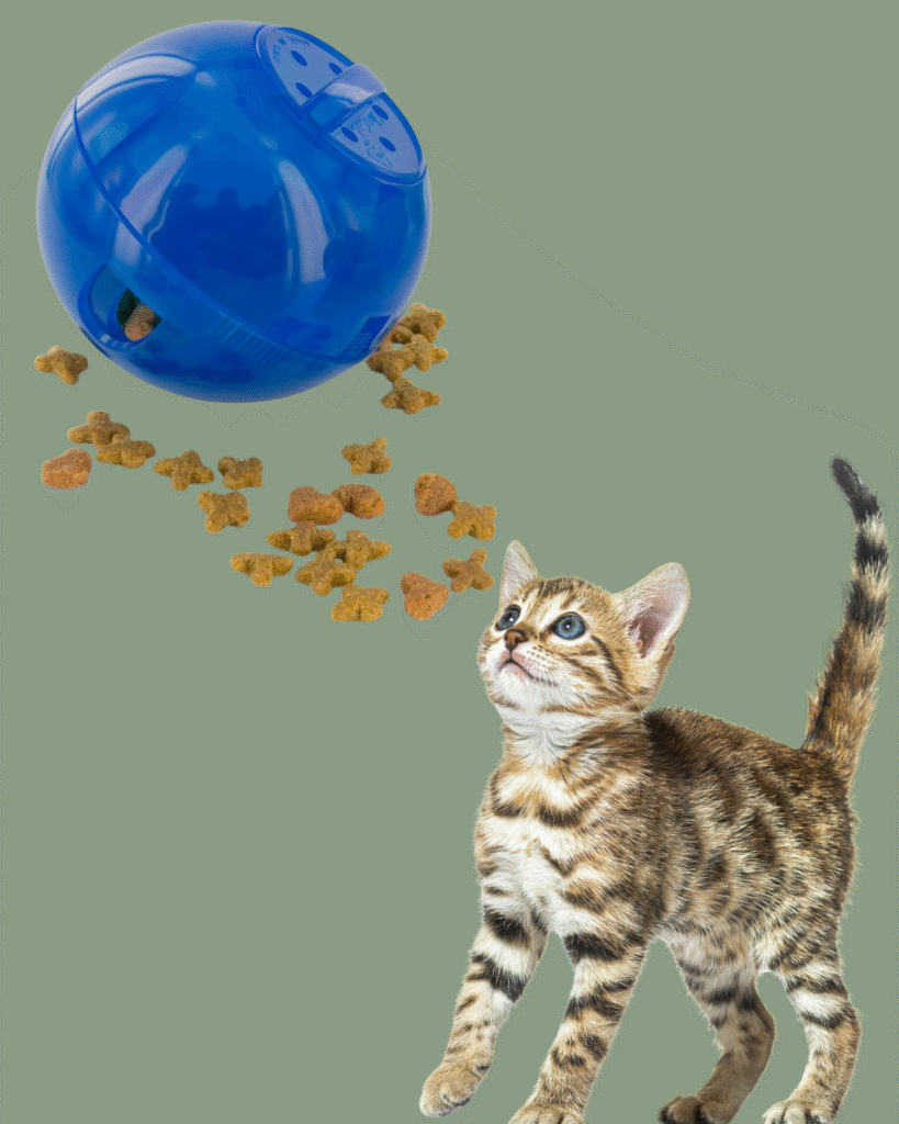 Toys for Bored Indoor Cats