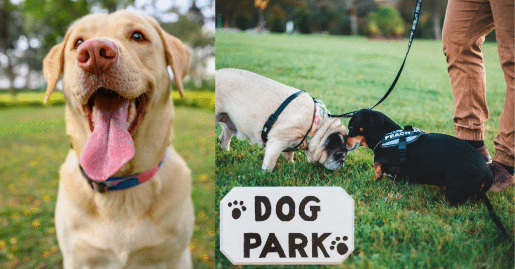 What is a Dog Park