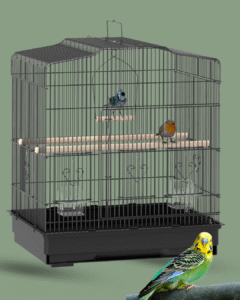 Best Cage for Parakeet