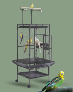 Best Cages for Parakeet