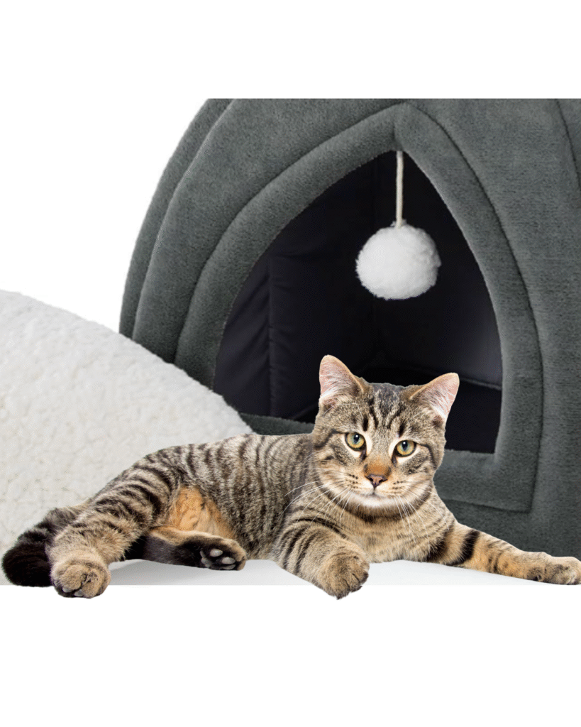 Why Is My Cat So Anxious? 5 Proven Ways to Help