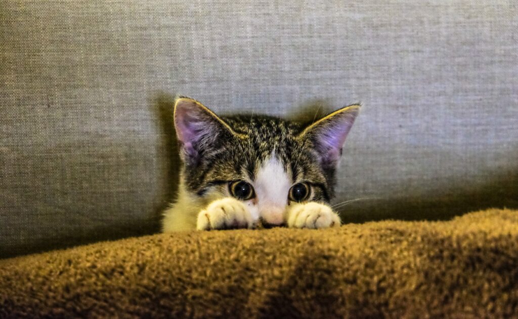why is my cat so anxious