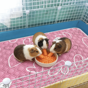 Guinea Pig Bedding