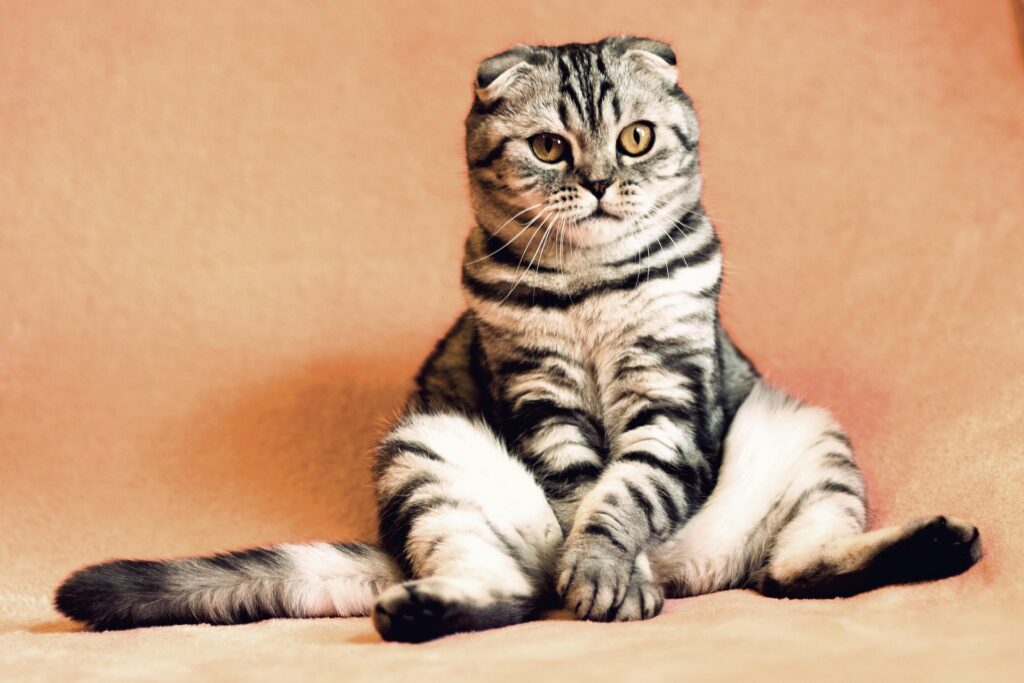 Dirty Cat Bum, Safe Grooming Tips