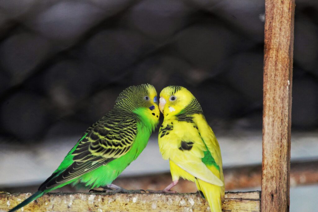 What Is the Best Cage for Parakeet Birds? Full Guide