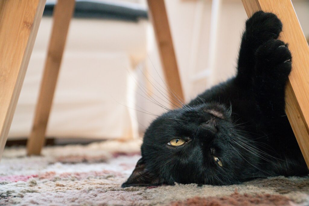 Bored indoor cat