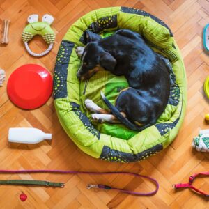Pet Accessories