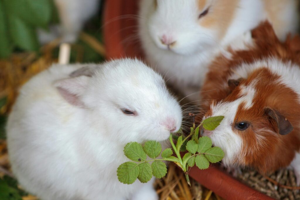 Healthy Rabbit Snacks Your Bunny Will Love And Vets Approve