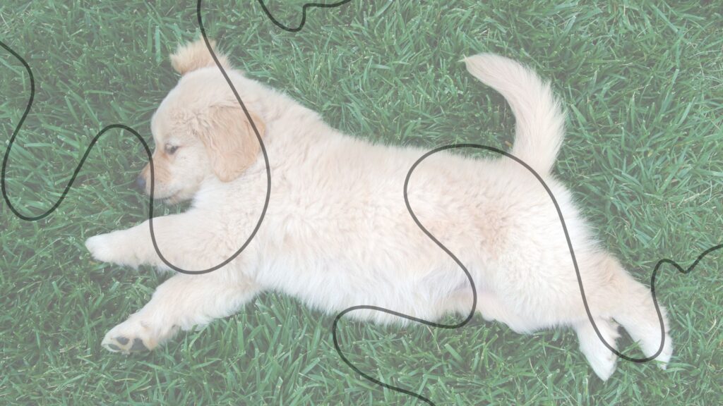 puppy sleeping