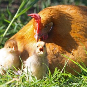Chicken Accessories