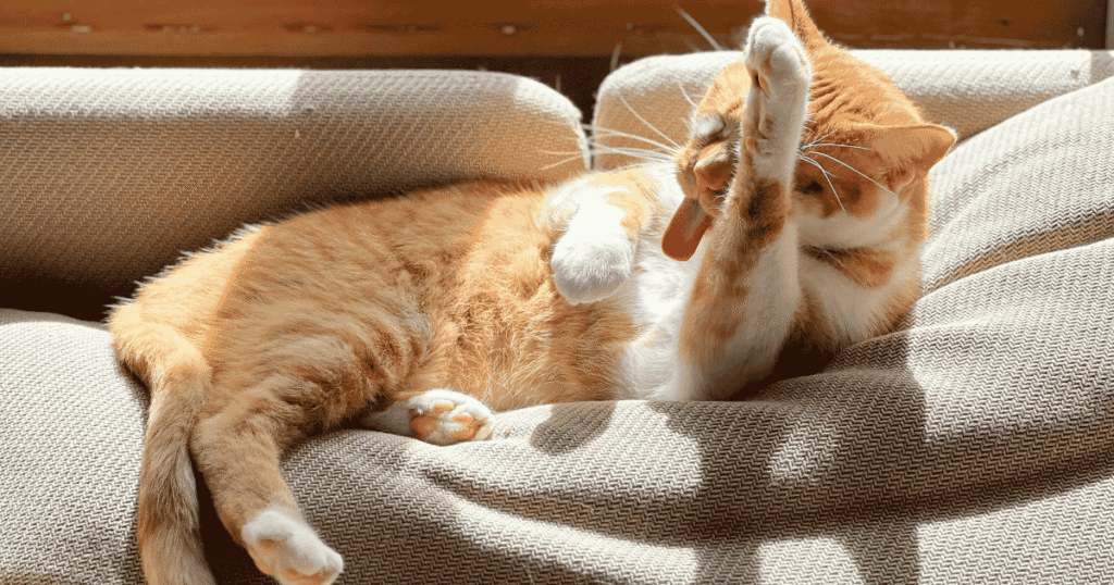 Cat Grooming