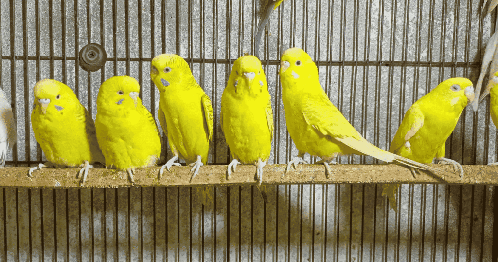 Bird Cage Liners