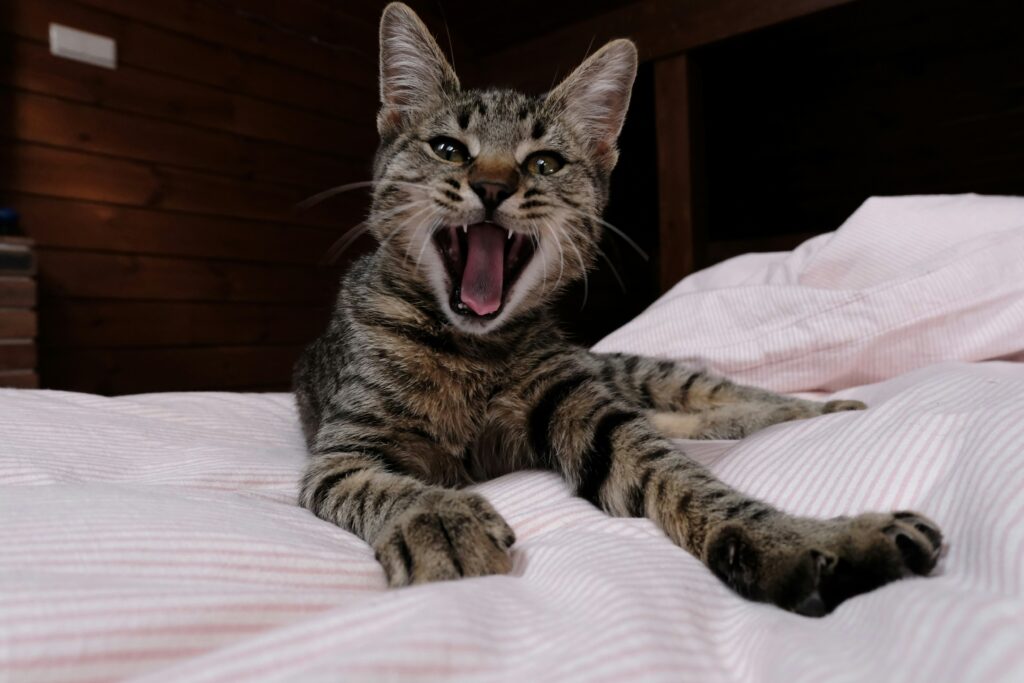 Cat Anxiety