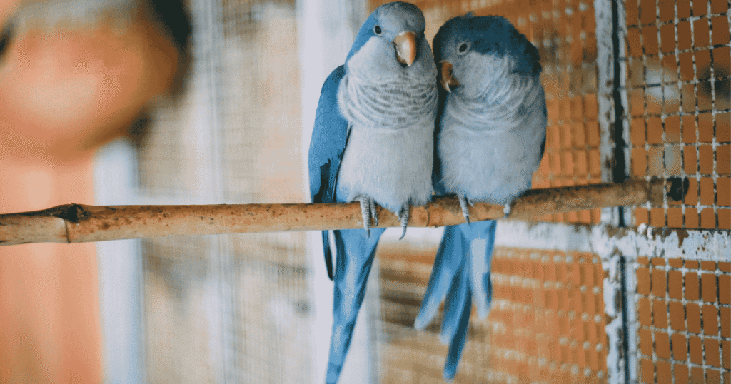 Foraging Toys for Budgies